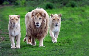 Превью обои львы, семья, трава, прогулка, походка, хищники