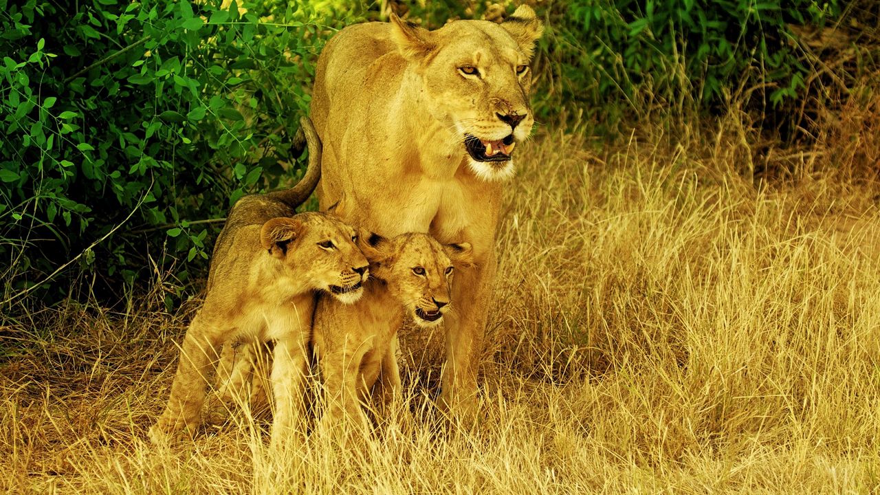 Обои львы, семья, трава, прогулка