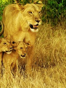 Превью обои львы, семья, трава, прогулка