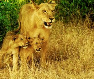 Превью обои львы, семья, трава, прогулка