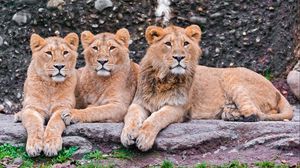Превью обои львы, три, сидеть, хищники