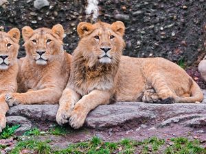 Превью обои львы, три, сидеть, хищники