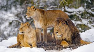 Превью обои львы, животные, хищники, дикая природа