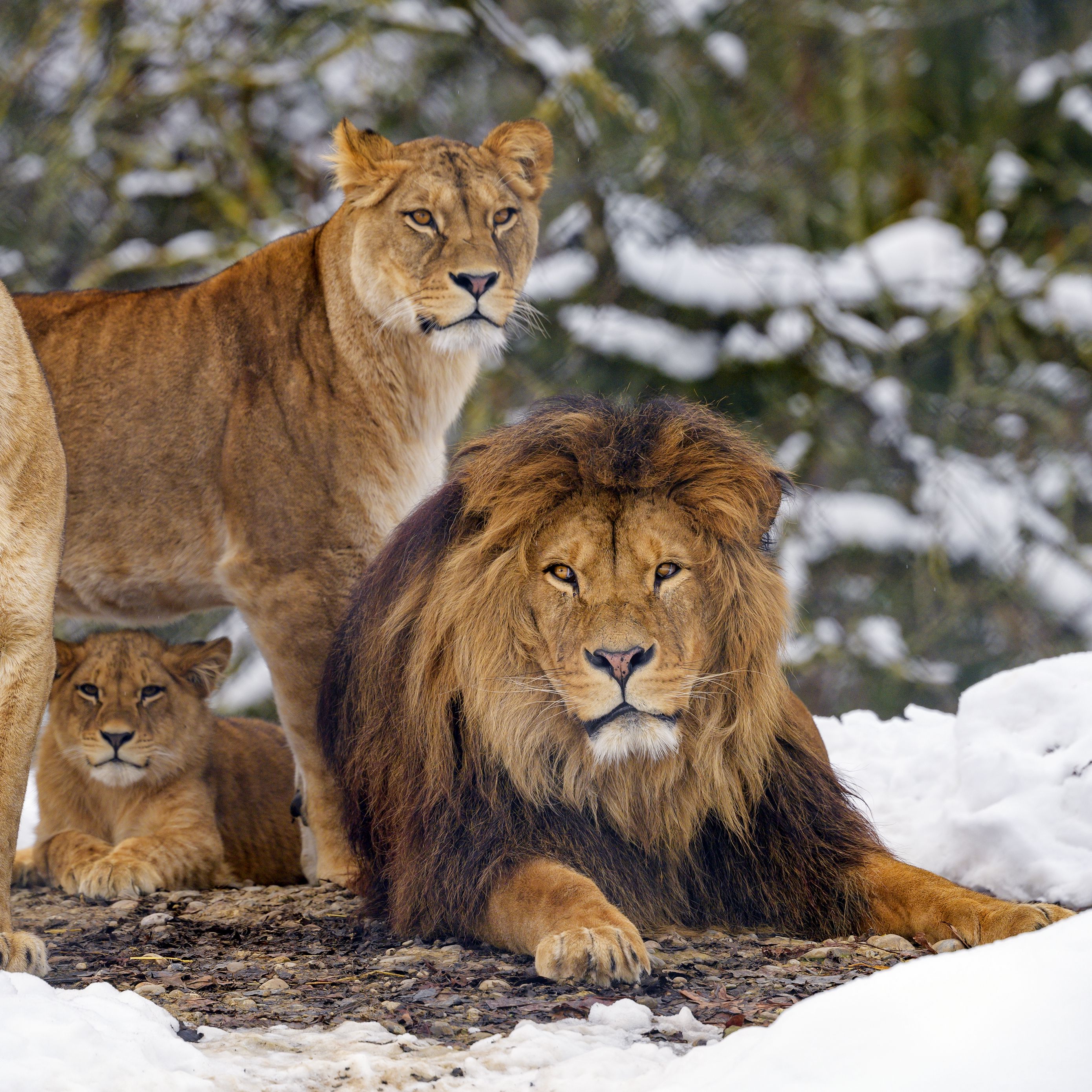 Семейство тигров Львов