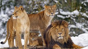 Превью обои львы, животные, хищники, коричневый, дикая природа