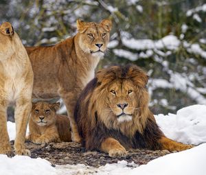 Превью обои львы, животные, хищники, коричневый, дикая природа
