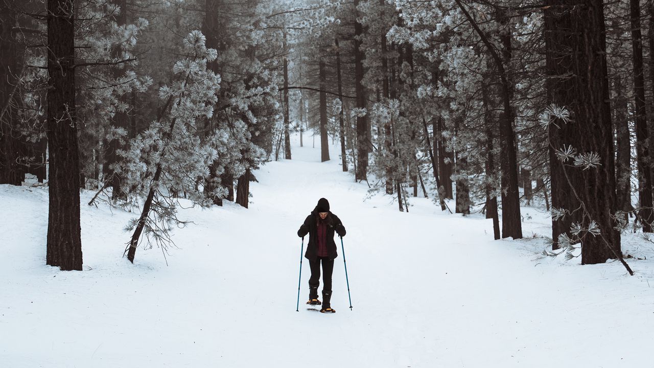 Обои лыжник, лес, снег, зима, прогулка