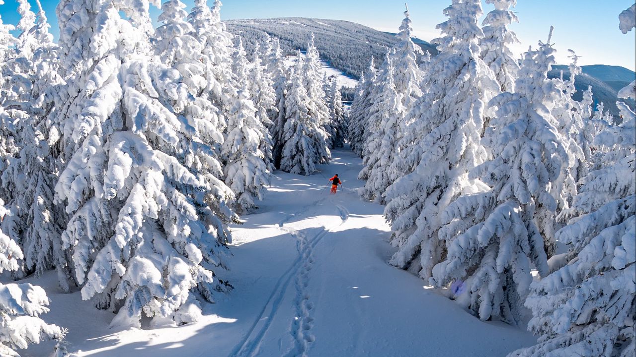 Обои лыжник, снег, деревья, спуск, гора, зима