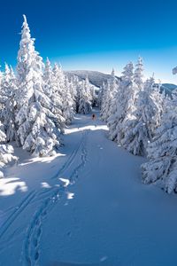 Превью обои лыжник, снег, деревья, спуск, гора, зима