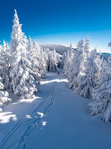 Превью обои лыжник, снег, деревья, спуск, гора, зима