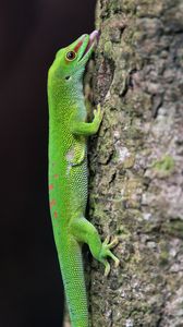 Превью обои мадагаскарский дневной геккон, геккон, ящерица, дерево, макро