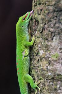 Превью обои мадагаскарский дневной геккон, геккон, ящерица, дерево, макро