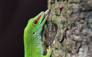 Превью обои мадагаскарский дневной геккон, геккон, ящерица, дерево, макро