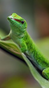 Превью обои мадагаскарский дневной геккон, геккон, животное, ящерица, лист, природа, макро