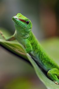 Превью обои мадагаскарский дневной геккон, геккон, животное, ящерица, лист, природа, макро