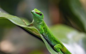 Превью обои мадагаскарский дневной геккон, геккон, животное, ящерица, лист, природа, макро