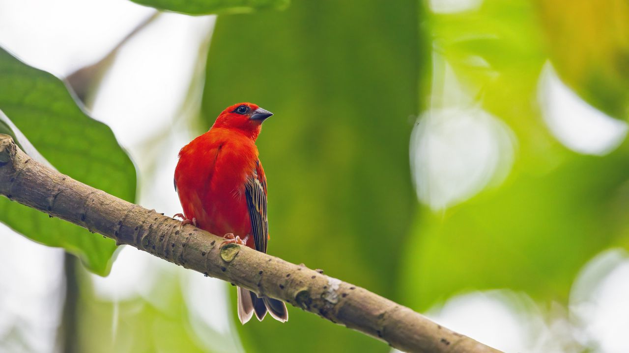 Обои мадагаскарский фоди, птица, красный, ветка, дикая природа