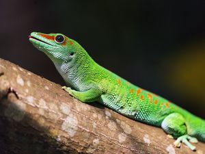 Превью обои мадагаскарский геккон, геккон, ящерица, рептилия, зеленый, кора