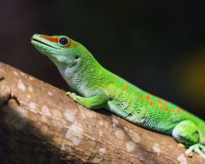 Превью обои мадагаскарский геккон, геккон, ящерица, рептилия, зеленый, кора