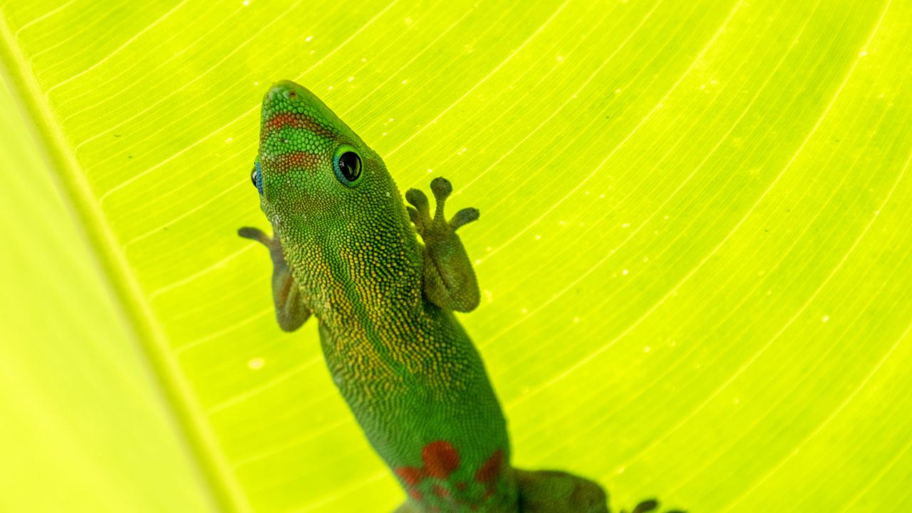 Обои мадагаскарский геккон, геккон, ящерица, рептилия, лист, зеленый