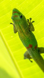 Превью обои мадагаскарский геккон, геккон, ящерица, рептилия, лист, зеленый