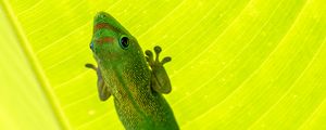 Превью обои мадагаскарский геккон, геккон, ящерица, рептилия, лист, зеленый