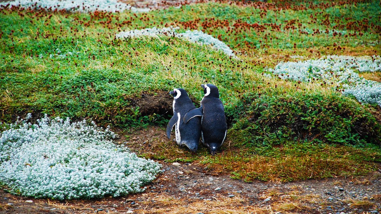 Обои магелланов пингвин, пингвины, пара, трава