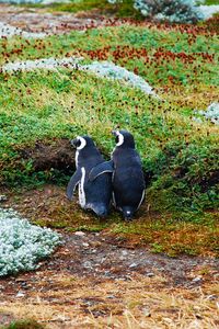 Превью обои магелланов пингвин, пингвины, пара, трава