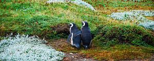 Превью обои магелланов пингвин, пингвины, пара, трава