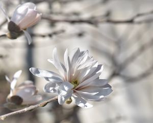 Превью обои магнолия, дерево, цветы