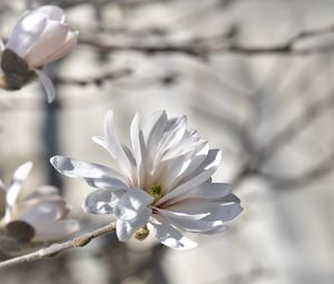 Превью обои магнолия, дерево, цветы