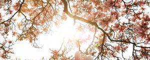 Превью обои магнолия, дерево, цветы, розовый, солнечный свет