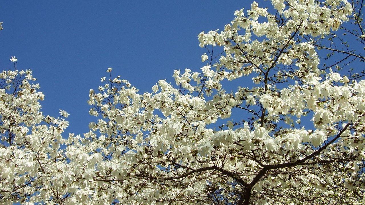 Обои магнолия, цветение, белоснежное, дерево, весна, небо