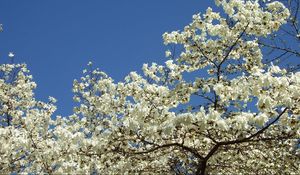 Превью обои магнолия, цветение, белоснежное, дерево, весна, небо