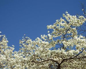 Превью обои магнолия, цветение, белоснежное, дерево, весна, небо