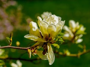 Превью обои магнолия, цветок, лепестки, весна, ветка