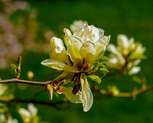 Превью обои магнолия, цветок, лепестки, весна, ветка