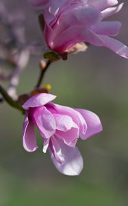 Превью обои магнолия, цветы, лепестки, макро, розовый