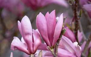 Превью обои магнолия, цветы, ветки, лепестки, розовый, природа