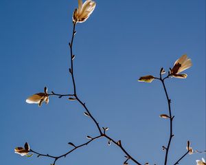 Превью обои магнолия, ветка, цветы, небо