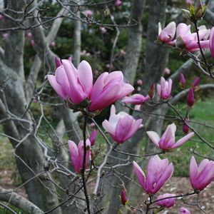 Превью обои магнолия, ветки, дерево, почки, пробуждение