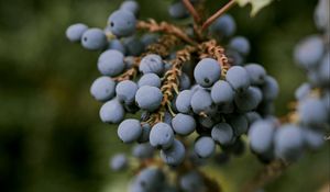 Превью обои магония, ягоды, листья, макро