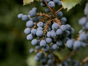 Превью обои магония, ягоды, листья, макро