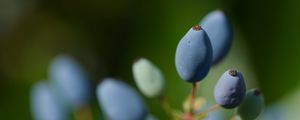 Превью обои магония, ягоды, растения, макро