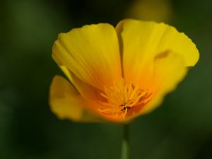 Превью обои мак, эшшольция, цветок, лепестки, макро, цветение, желтый