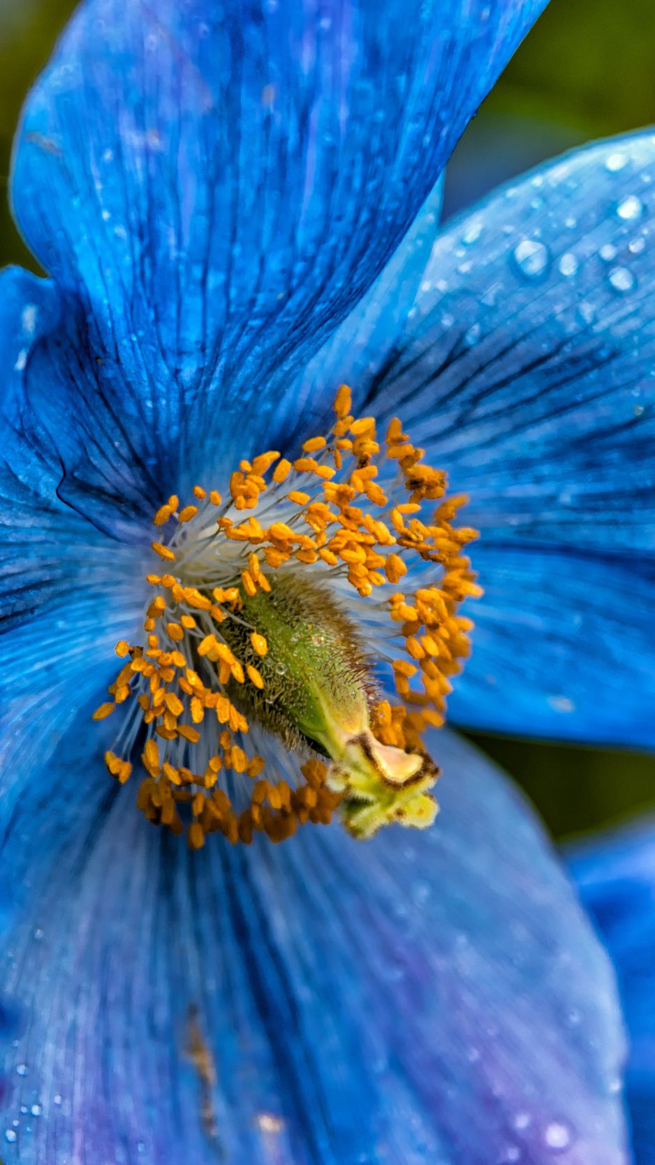 Крупные синие цветы