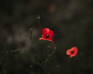 Превью обои мак, красный, размытость, цветение, клумба