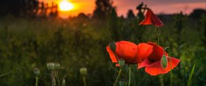 Превью обои мак, красный, цветы, цветение, растение