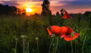 Превью обои мак, красный, цветы, цветение, растение