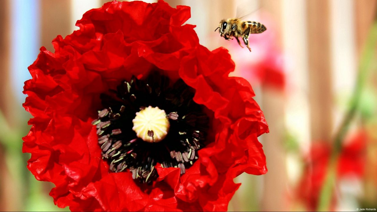 Обои мак, пчела, цветок